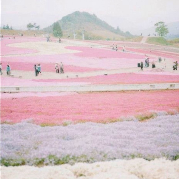 Meet your Posher, Abbey - Picture 1 of 1